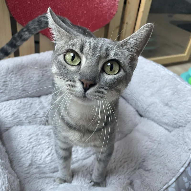 A young medium-sized female Gray / Blue / Silver Domestic Short Hair cat named Josie for adoption in Austin, TX