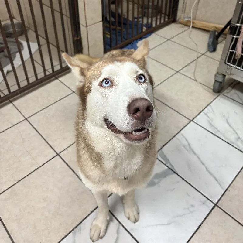 Gretel Grimm thumbnail 3