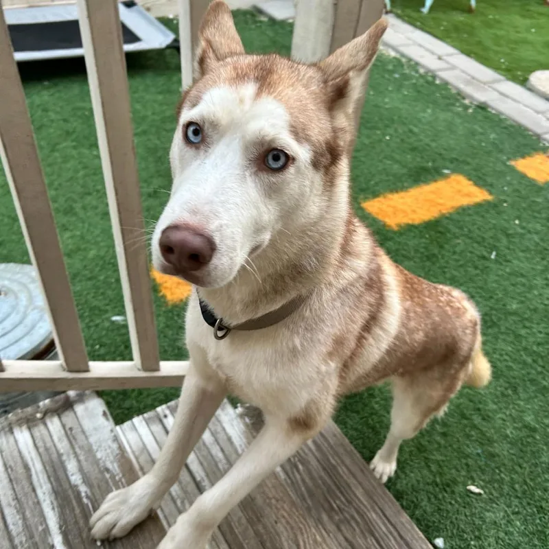 Gretel Grimm thumbnail 4