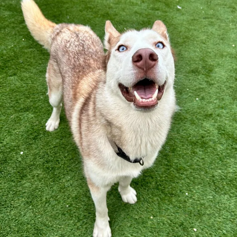 Gretel Grimm thumbnail 5