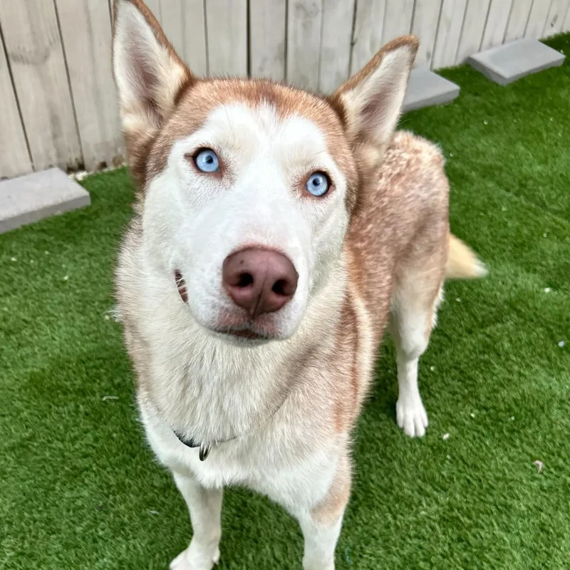 Gretel Grimm thumbnail 6