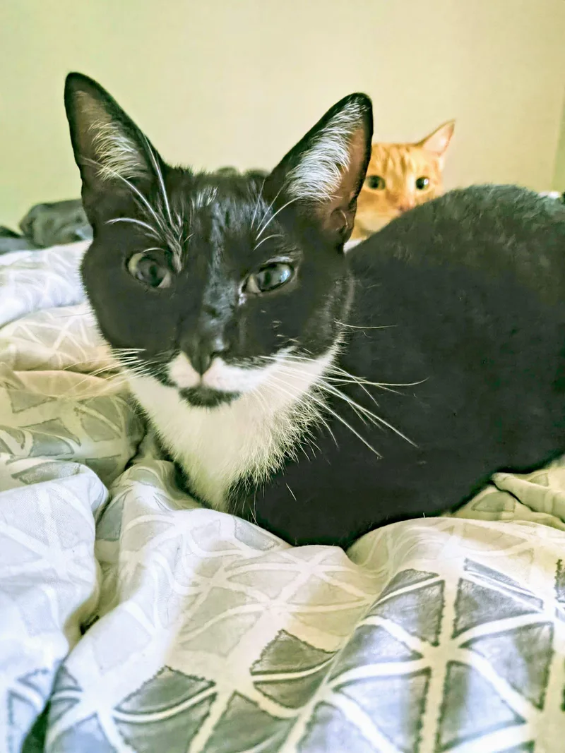 A baby medium-sized female Domestic Short Hair cat named Margarita for adoption in Newton, NC