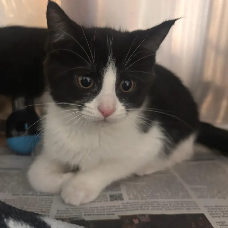 A baby small-sized female Black Domestic Short Hair cat named Debra for adoption in Belleville, IL