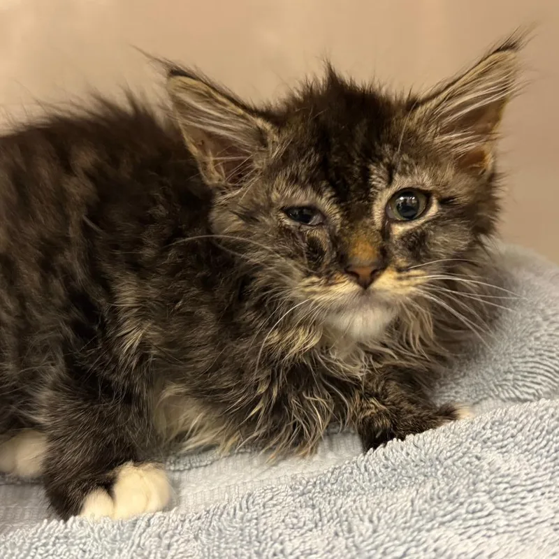A baby small-sized female Brown / Chocolate Domestic Medium Hair cat named Walnut for adoption in Redwood City, CA
