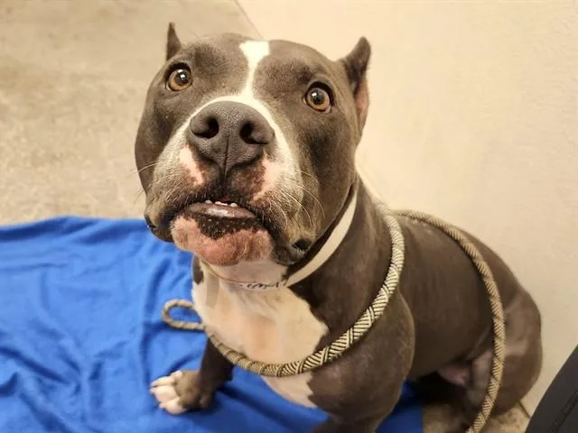 An adult large-sized male Pit Bull Terrier dog named Blue for adoption in Phoenix, AZ