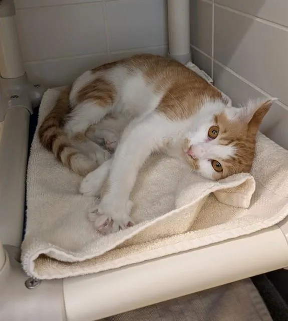 A young medium-sized male Domestic Short Hair cat named Oshkosh B'Gosh for adoption in Leesburg, VA