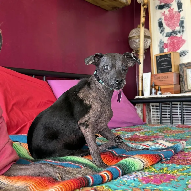 An adult small-sized female Black Chihuahua dog named Guadalupe for adoption in San Francisco, CA
