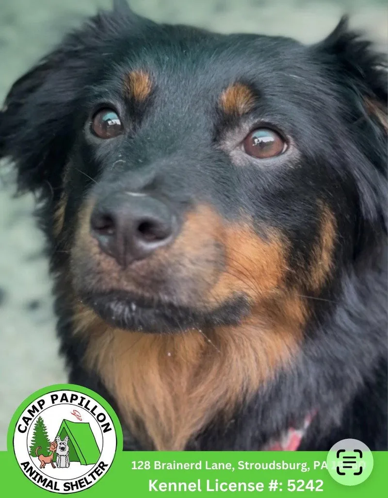 A young medium-sized female Australian Shepherd dog named McQueen for adoption in Stroudsburg, PA