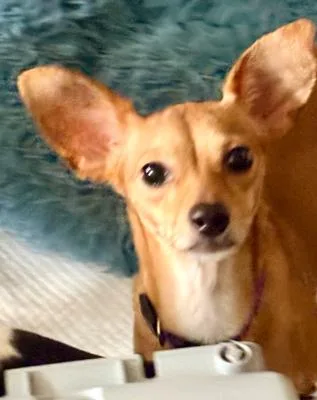 An adult small-sized female Brown / Chocolate Chihuahua dog named Peaches for adoption in Santa Paula, CA