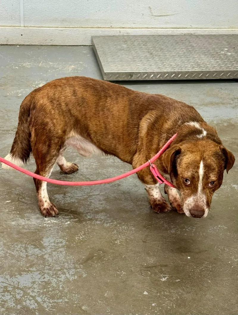 An adult medium-sized male Brown / Chocolate Mixed Breed dog named Crush for adoption in Chesterfield, SC