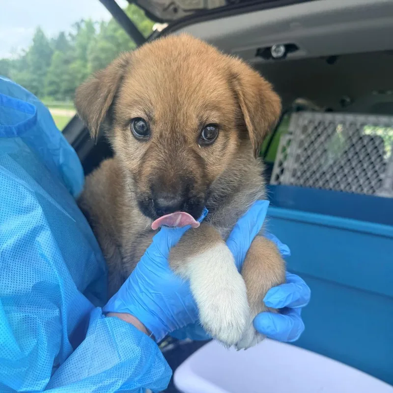 A baby small-sized female Yellow / Tan / Blond / Fawn Mixed Breed dog named Abby for adoption in Corinth, MS