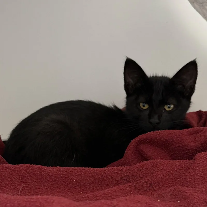 A baby small-sized male Black Domestic Short Hair cat named Gunther for adoption in Oakland, CA