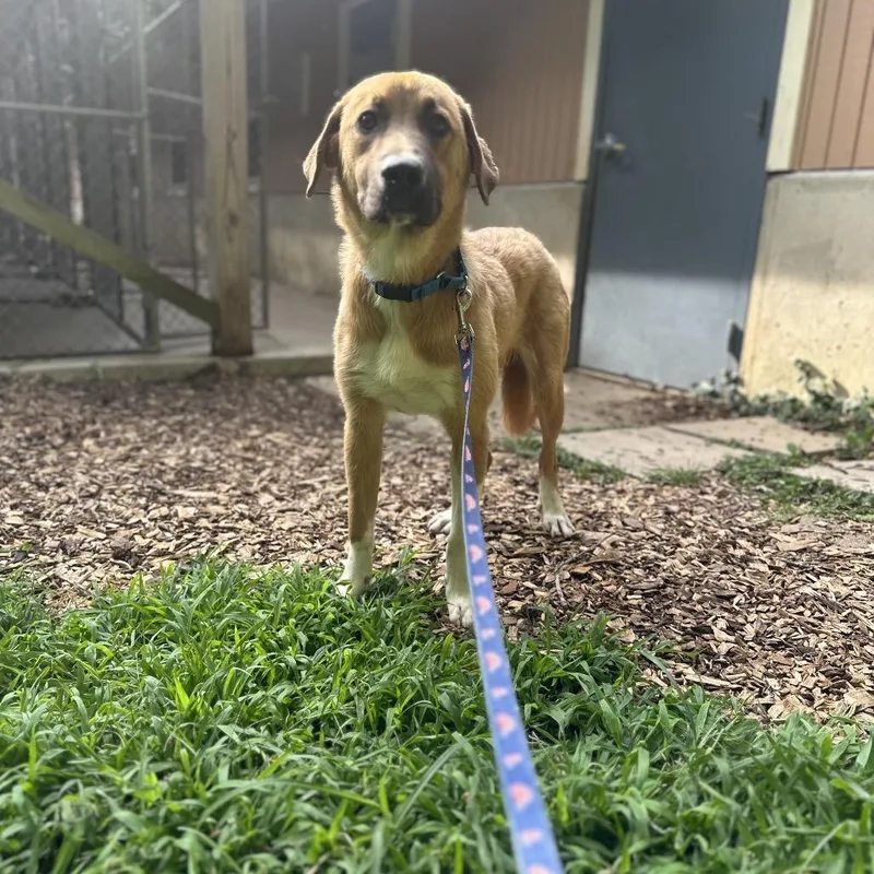 A young medium-sized male Yellow / Tan / Blond / Fawn Mixed Breed dog named Zaiden for adoption in Edwardsville, IL
