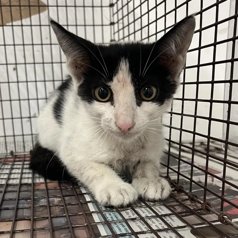A baby small-sized male Domestic Short Hair cat named Smokey for adoption in Edinburg, TX