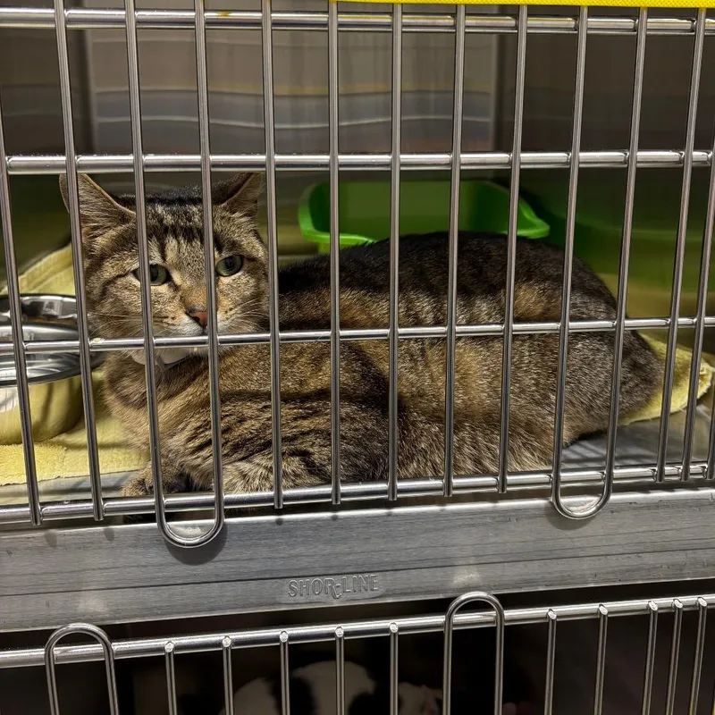 An adult medium-sized female Brown / Chocolate Domestic Short Hair cat named Daisy for adoption in Morganton, NC