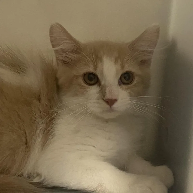 A baby small-sized female White Domestic Medium Hair cat named Butterbee for adoption in Reno, NV