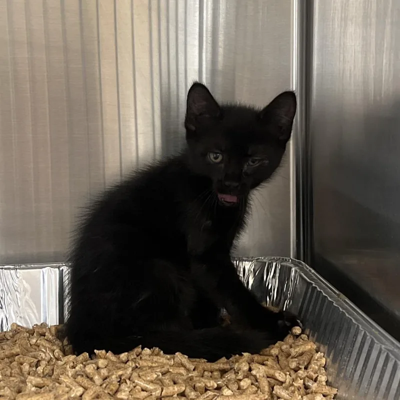 A baby small-sized female Black Domestic Short Hair cat named Victoria for adoption in West Palm Beach, FL