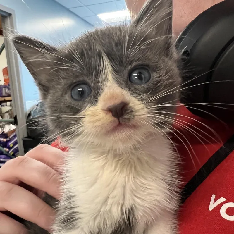 A baby small-sized male Gray / Blue / Silver Domestic Short Hair cat named Craig for adoption in Chattanooga, TN