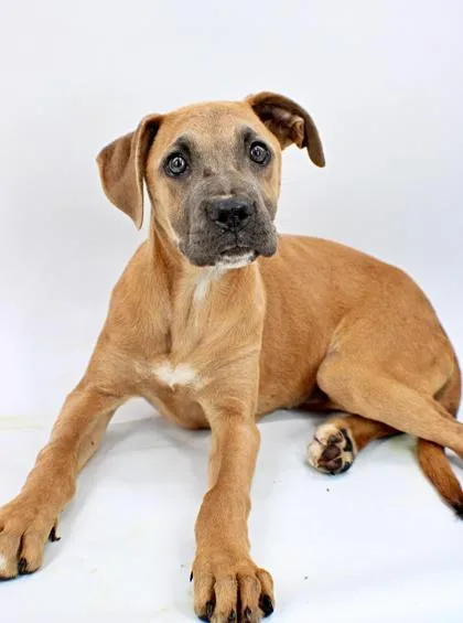 A baby large-sized female Boxer dog named Queen for adoption in Morton Grove, IL
