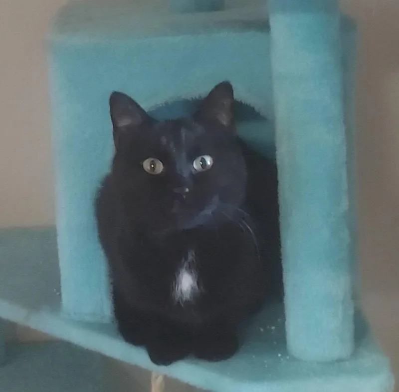 An adult medium-sized male Black Domestic Short Hair cat named Zemi for adoption in Salt Lake City, UT
