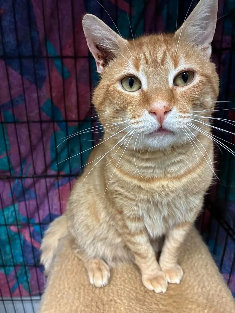 An adult large-sized male Tabby (Orange / Red) Domestic Short Hair cat named Frankie Beans semi for adoption in Lake Hopatcong, NJ