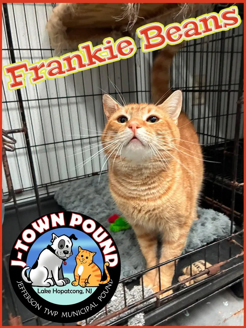 Frankie Beans  semi thumbnail 2