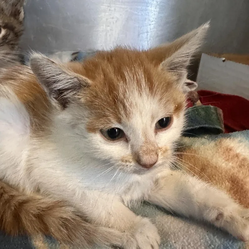 A baby small-sized female Orange / Red Domestic Short Hair cat named Mabel for adoption in Corinth, MS