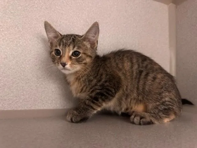 A baby small-sized female Domestic Short Hair cat named Penelope for adoption in Fairfield, CA