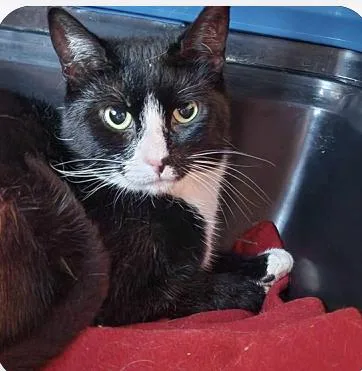 An adult medium-sized female Black & White / Tuxedo Domestic Short Hair cat named Butters for adoption in Manchester, CT