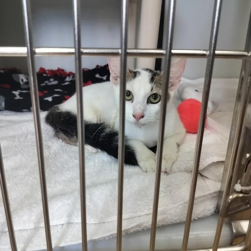 A young medium-sized female White Domestic Short Hair cat named Porsche for adoption in Naples, FL