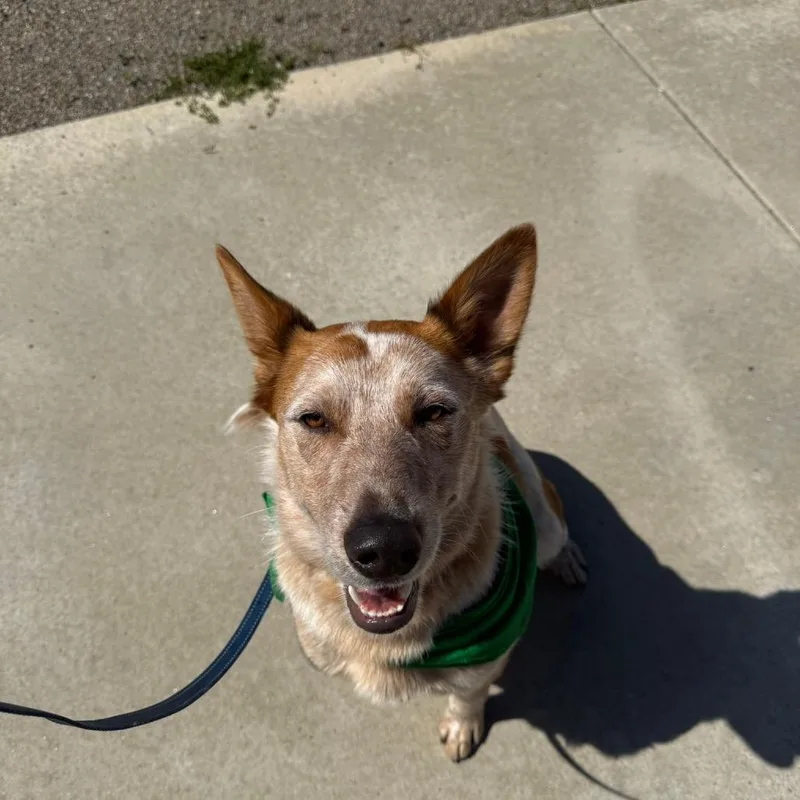 A young medium-sized male Red / Chestnut / Orange Cattle Dog dog named Rusty for adoption in Ione, CA
