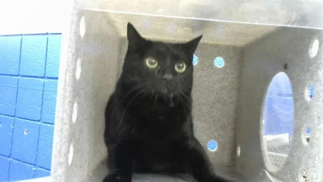An adult medium-sized female Domestic Short Hair cat named Salem for adoption in Albuquerque, NM