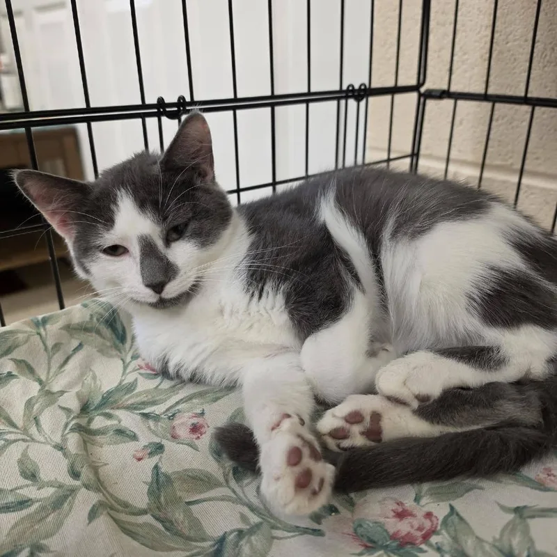 A baby small-sized male Gray / Blue / Silver Domestic Short Hair cat named Mercury for adoption in Waynesboro, PA