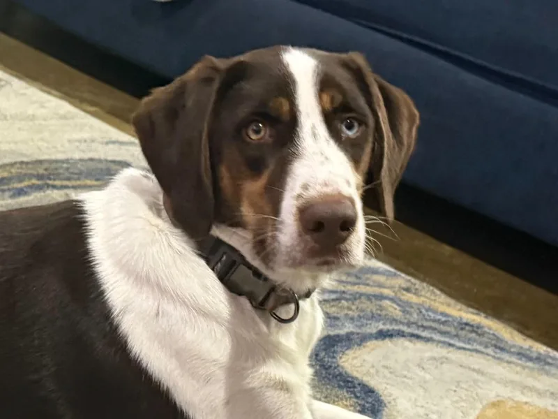 A young medium-sized male Beagle dog named Blaze for adoption in Walker, LA