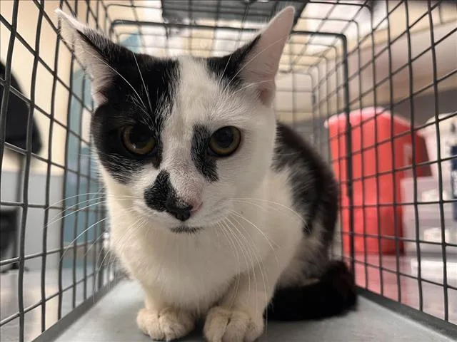 A young large-sized female Domestic Short Hair cat named Astrid for adoption in Las Vegas, NV