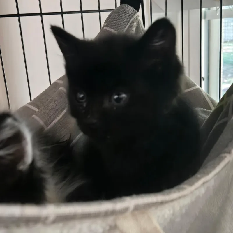 A baby small-sized female Black Domestic Short Hair cat named Fifa in Parsonsburg for adoption in Alexandria, VA