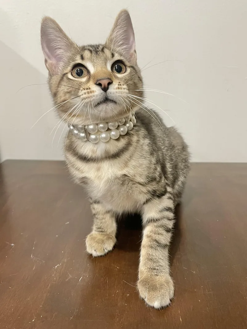 A baby small-sized female Tabby (Buff / Tan / Fawn) Domestic Short Hair cat named Kiwi for adoption in Bayside, NY