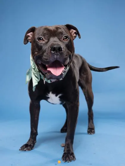 An adult medium-sized male Pit Bull Terrier dog named Georgie for adoption in Atlanta, GA