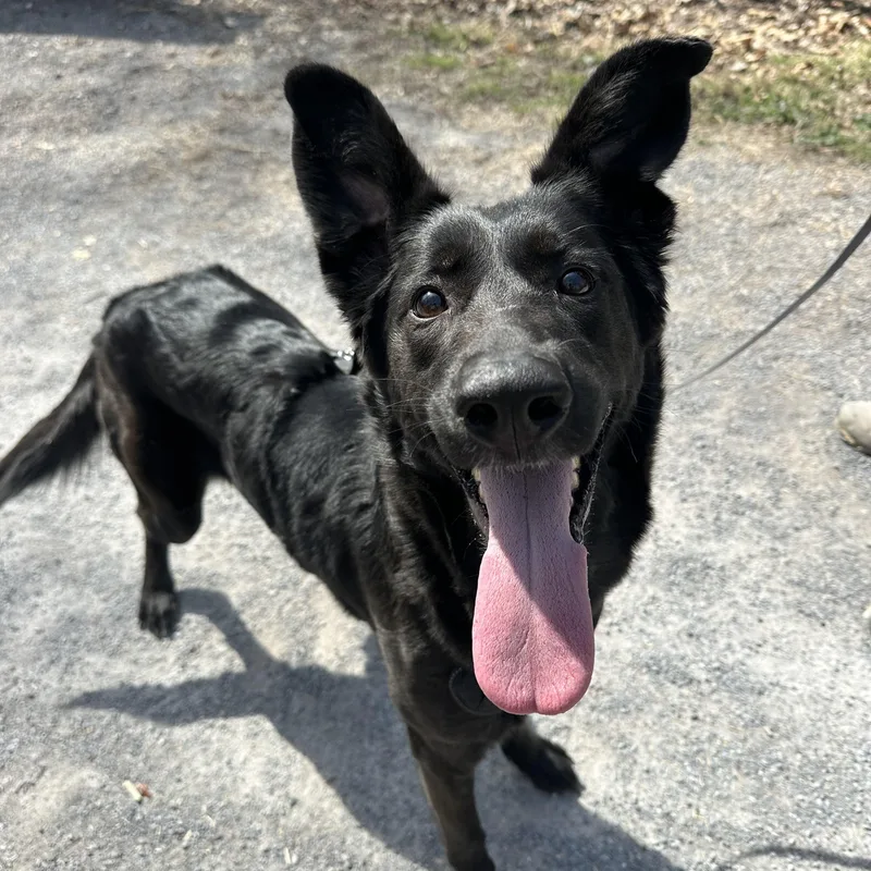 Pupperoni thumbnail 2