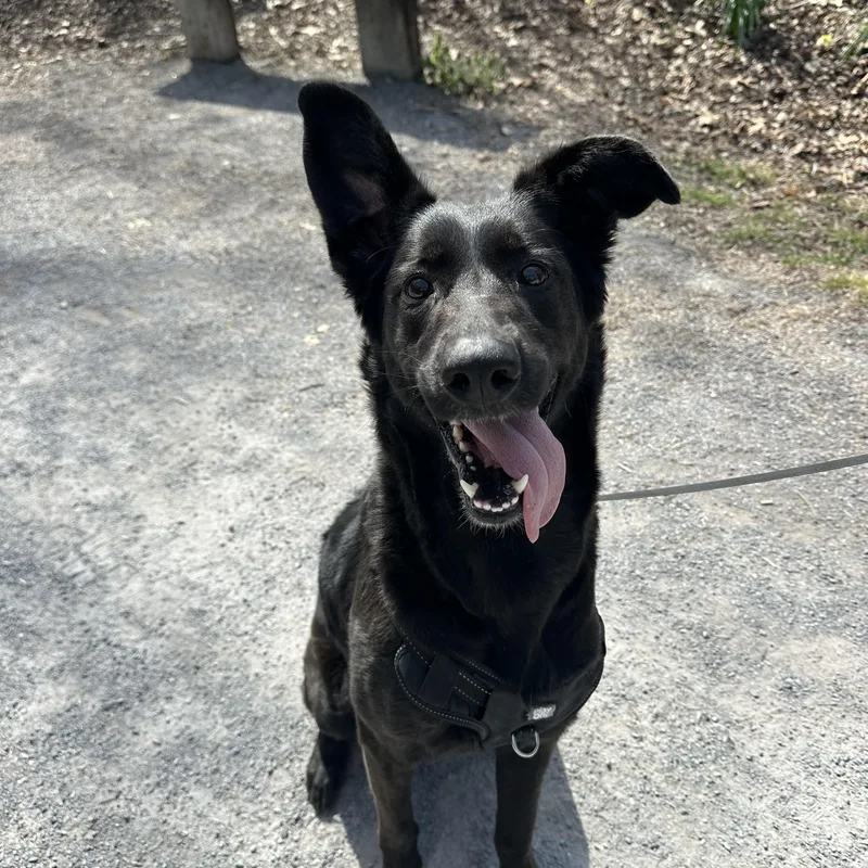 Pupperoni thumbnail 3