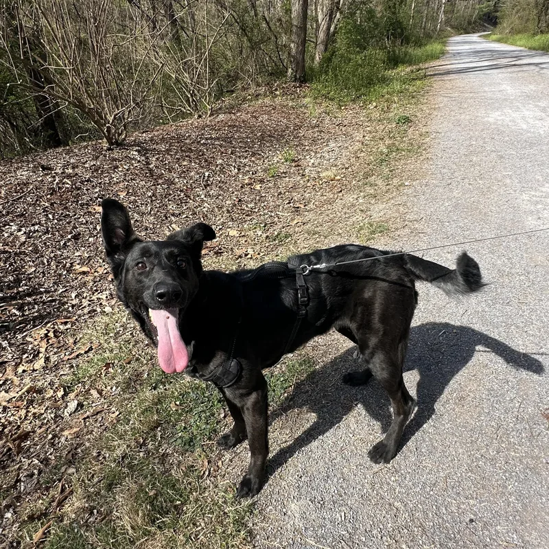 Pupperoni thumbnail 4