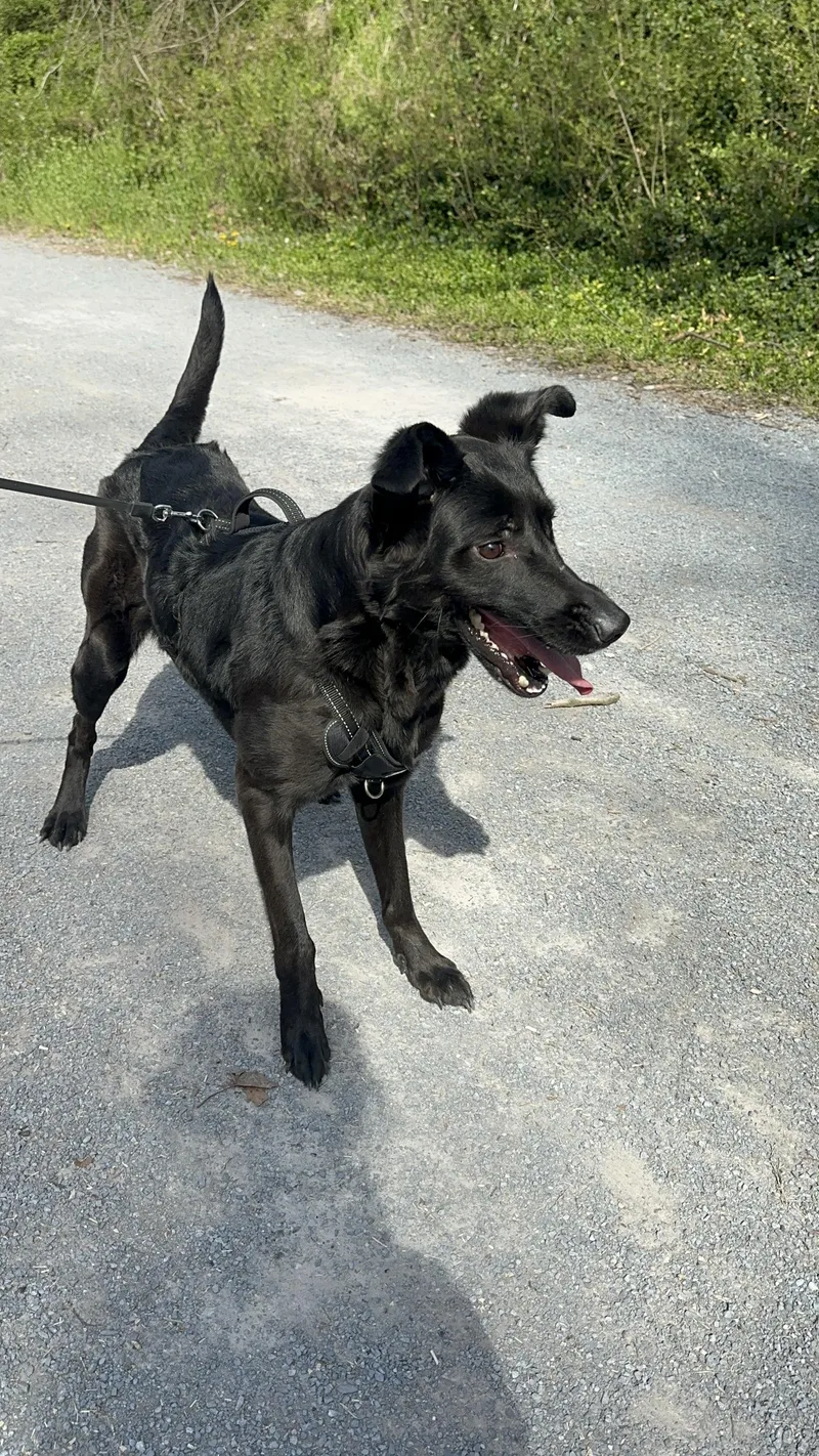 Pupperoni thumbnail 5