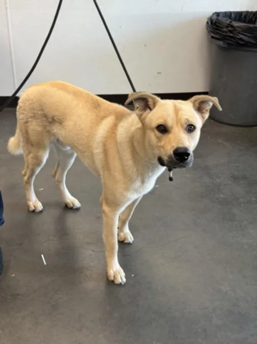 A young large-sized male Jindo dog named Mickey for adoption in Chatsworth, CA