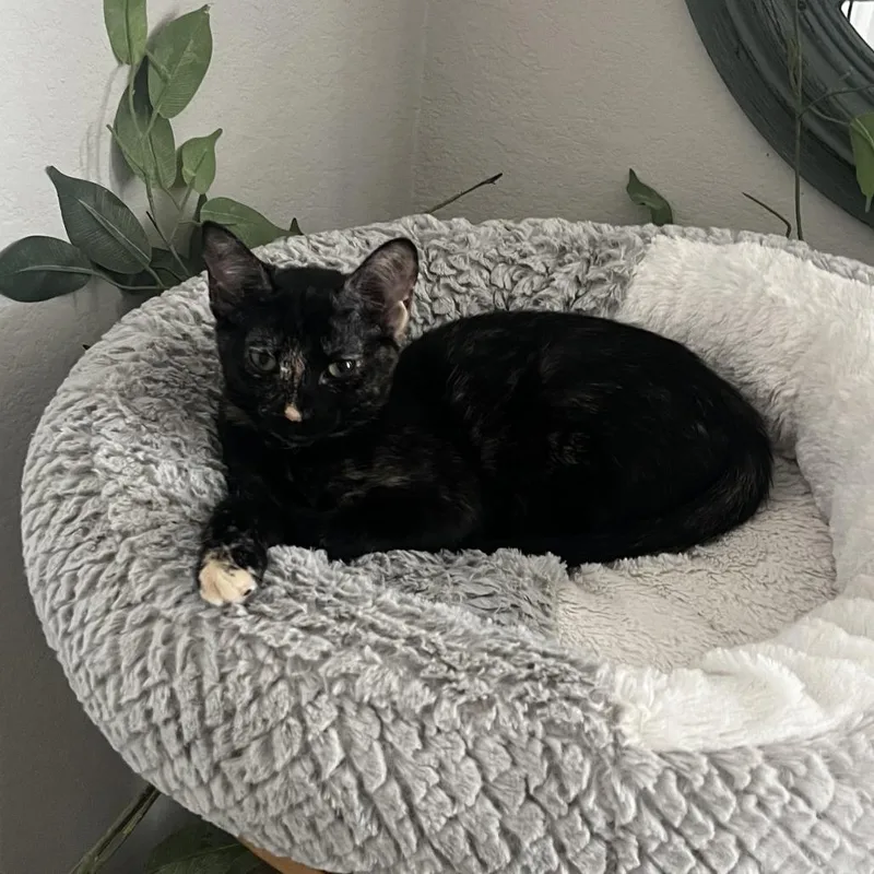 A baby small-sized female Tortoiseshell Domestic Short Hair cat named Bonfire for adoption in Houston, TX
