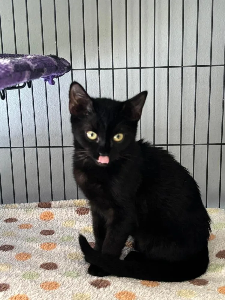 A baby small-sized female Black Domestic Short Hair cat named Siyah for adoption in Orlando, FL