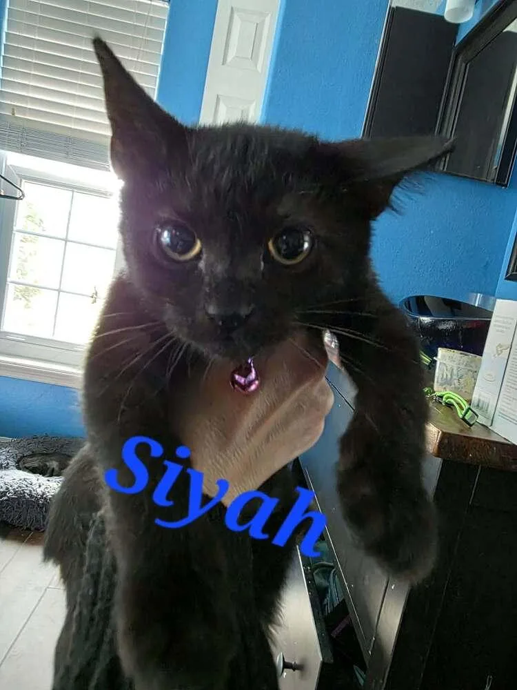 Siyah thumbnail 2