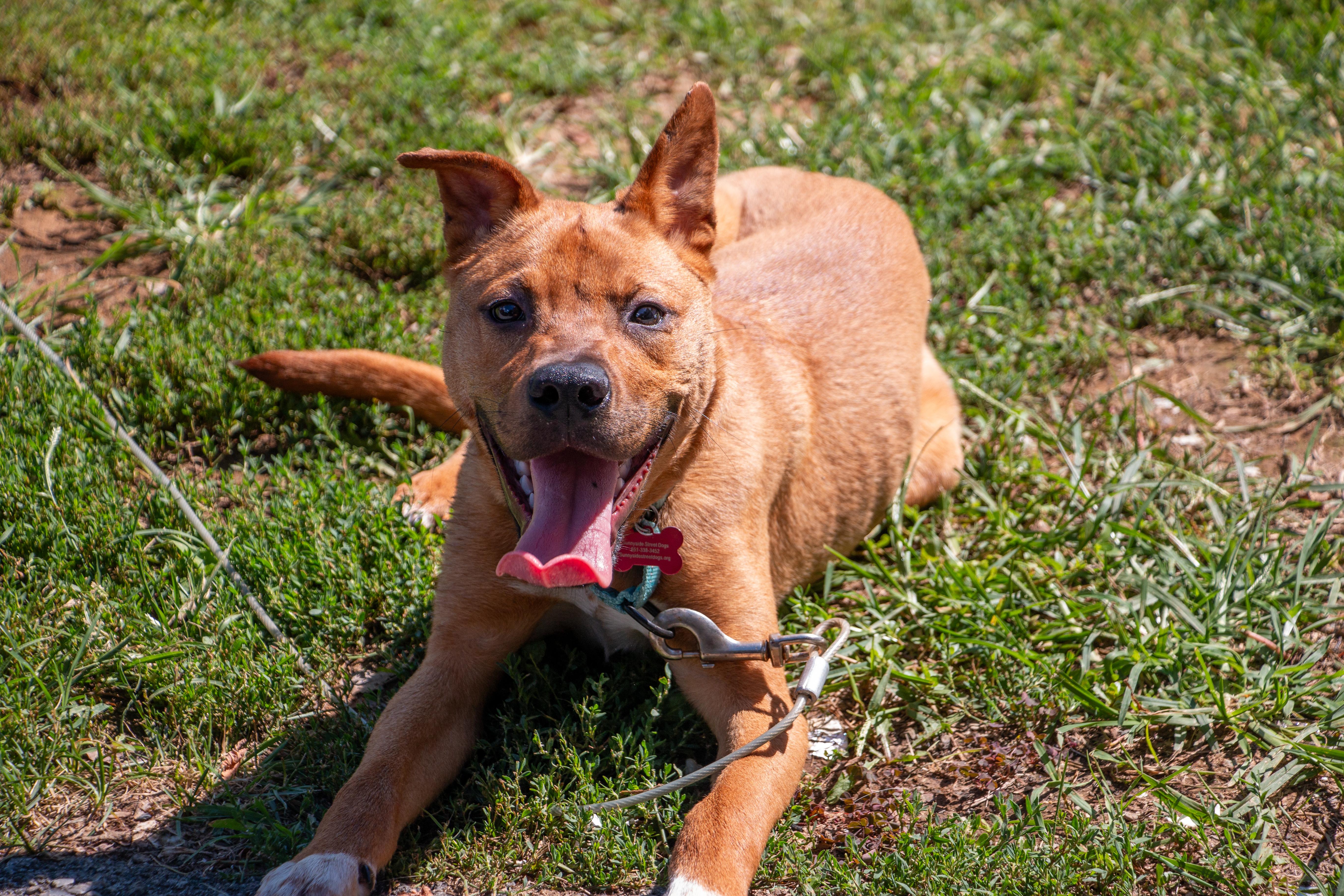 A baby medium-sized male American Staffordshire Terrier dog named Chico for adoption in Houston, TX