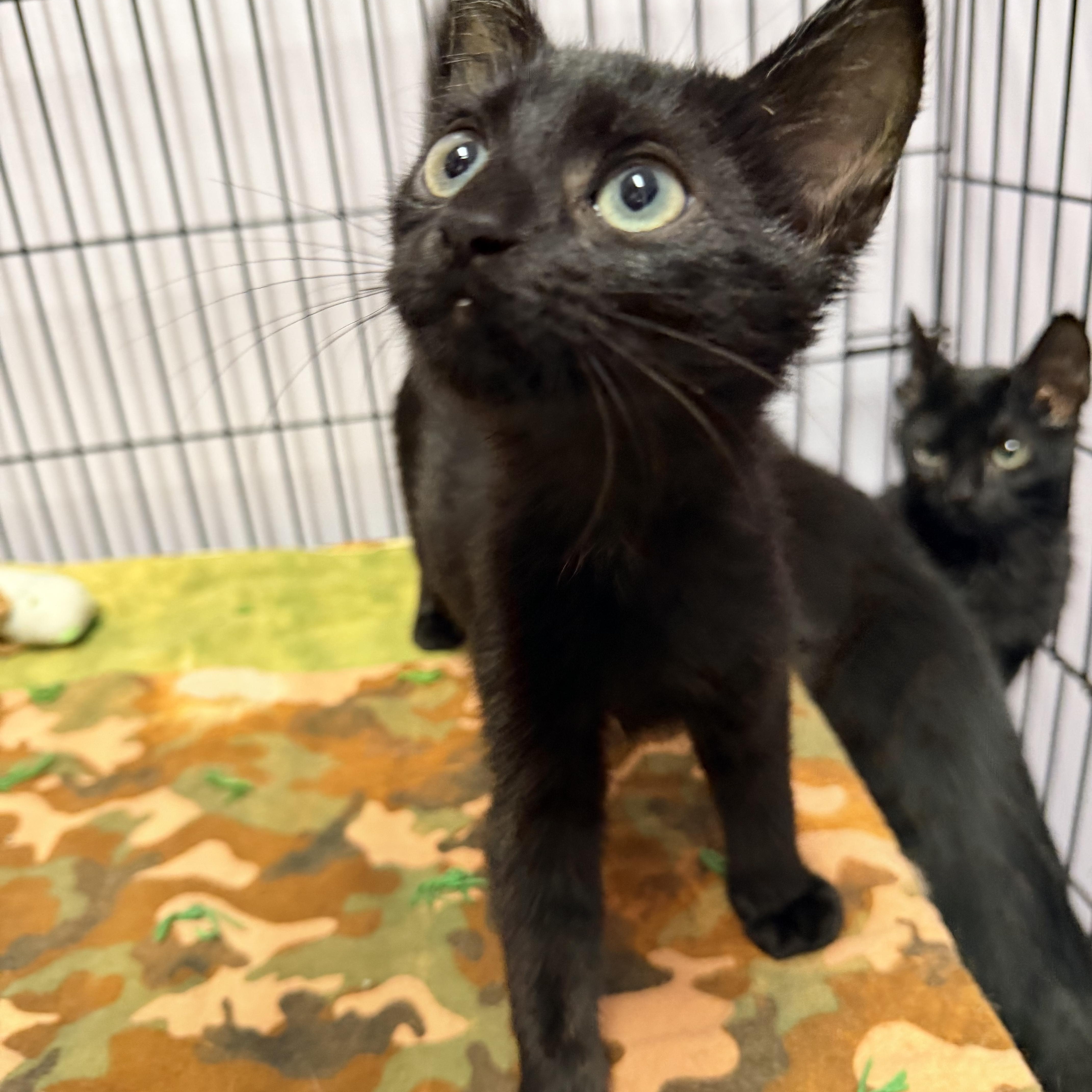 A baby medium-sized male Black Domestic Short Hair cat named Boba for adoption in Logan, OH