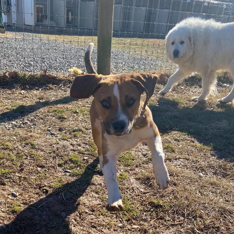 A young small-sized male Brown / Chocolate Beagle dog named Bingo for adoption in Fairfax Station, VA