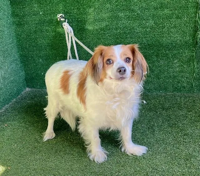 A senior medium-sized male Papillon dog named Wellington for adoption in Lancaster, CA